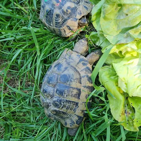 Turisticna Kmetija Hisa Ob Gozdu Pri Ptuju *