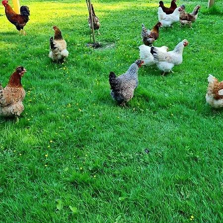 Turisticna Kmetija Hisa Ob Gozdu Pri Ptuju