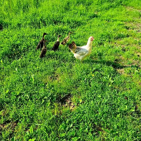 Turisticna Kmetija Hisa Ob Gozdu Pri Ptuju Potony