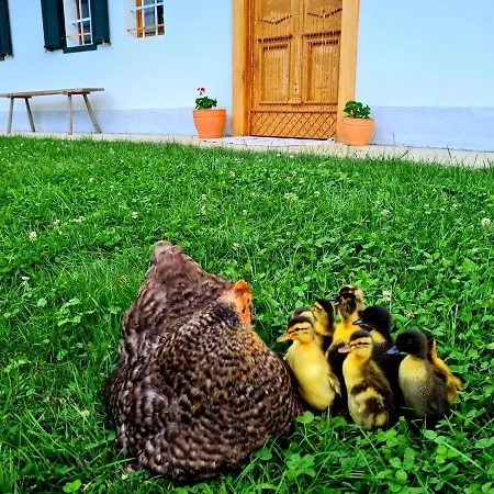 Nyaraló Turisticna Kmetija Hisa Ob Gozdu Pri Ptuju