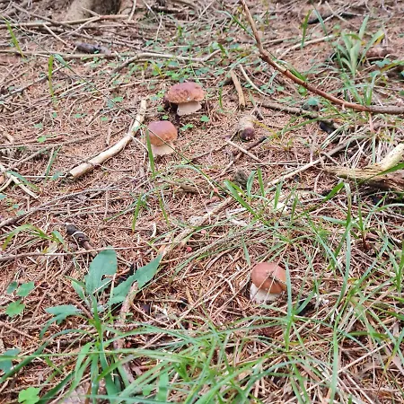 Turisticna Kmetija Hisa Ob Gozdu Pri Ptuju