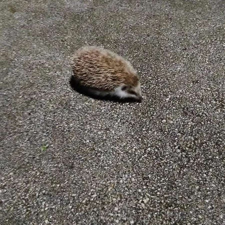 Turisticna Kmetija Hisa Ob Gozdu Pri Ptuju *