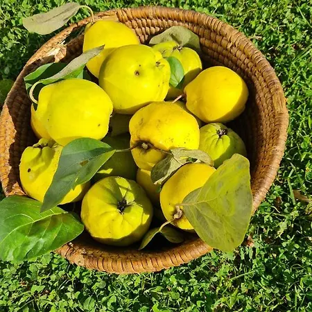 Turisticna Kmetija Hisa Ob Gozdu Pri Ptuju Vakantiehuis Ptuj