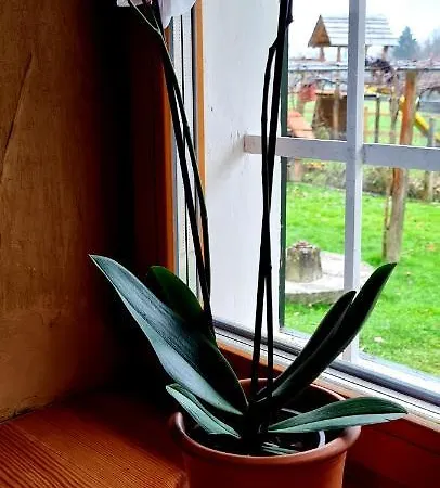 Turisticna Kmetija Hisa Ob Gozdu Pri Ptuju Ptuj