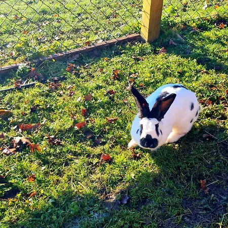 Nyaraló Turisticna Kmetija Hisa Ob Gozdu Pri Ptuju