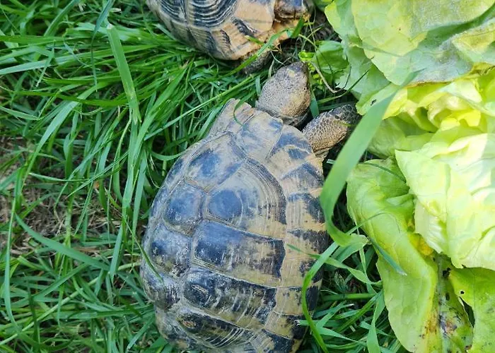 Turisticna Kmetija Hisa Ob Gozdu Pri Ptuju *