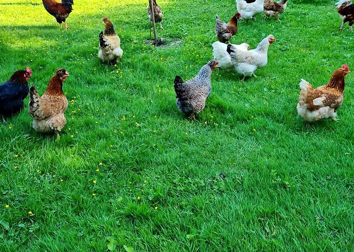 Turisticna Kmetija Hisa Ob Gozdu Pri Ptuju