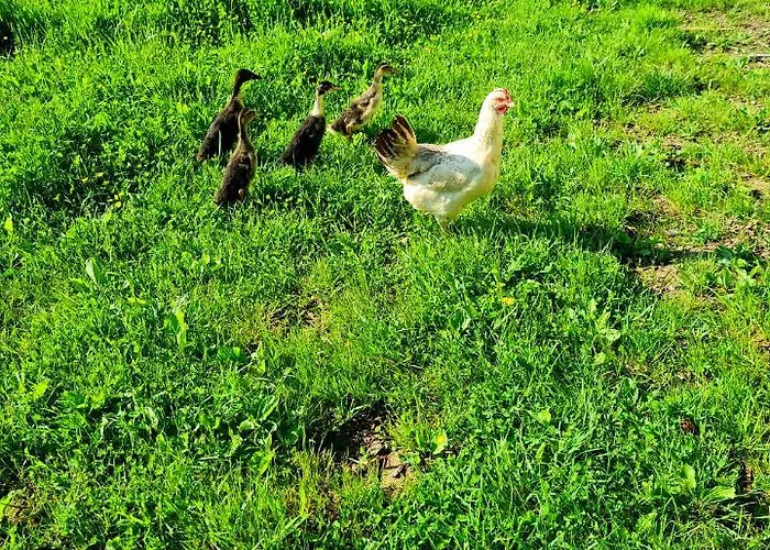 Turisticna Kmetija Hisa Ob Gozdu Pri Ptuju Ptuj