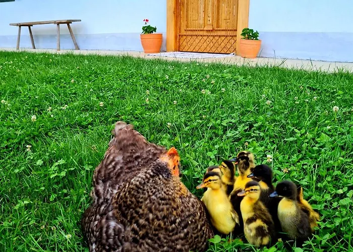 Semesterbostad Turisticna Kmetija Hisa Ob Gozdu Pri Ptuju