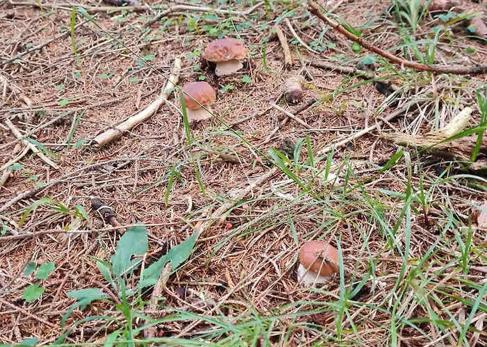 Turisticna Kmetija Hisa Ob Gozdu Pri Ptuju