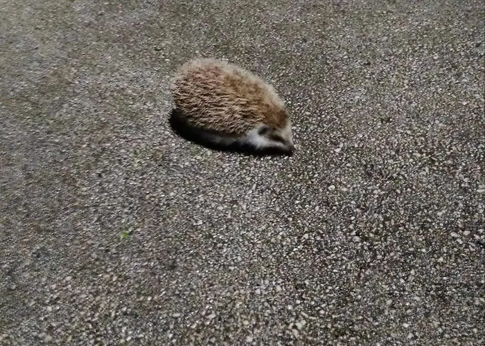 Turisticna Kmetija Hisa Ob Gozdu Pri Ptuju *