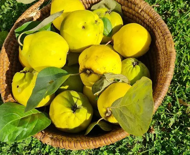 Turisticna Kmetija Hisa Ob Gozdu Pri Ptuju Semesterbostad Ptuj