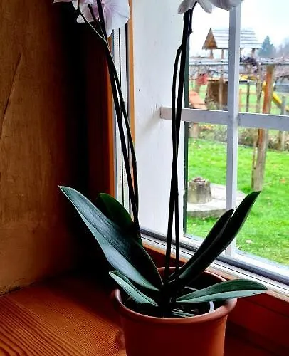 Turisticna Kmetija Hisa Ob Gozdu Pri Ptuju Ptuj