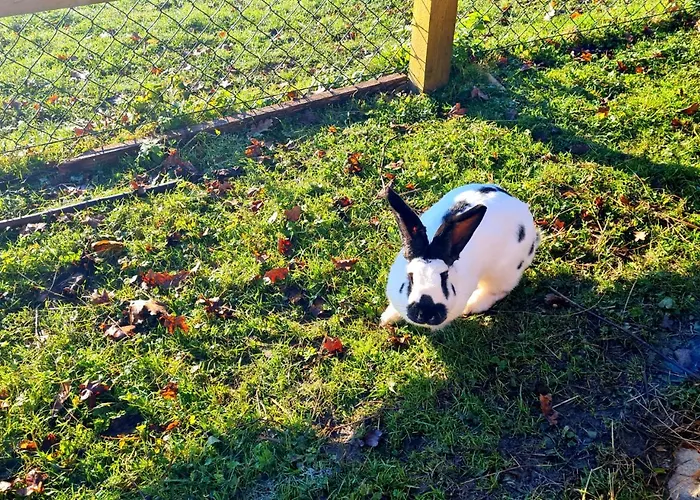 Semesterbostad Turisticna Kmetija Hisa Ob Gozdu Pri Ptuju